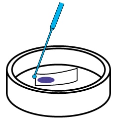 オキシダーゼ試験紙の上に塗抹