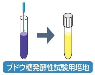 オキシダーゼ試験を行った同一コロニーを釣菌、培養のイメージ