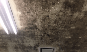 天井一面の黒カビ画像